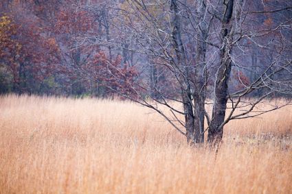 Jackson County, MI